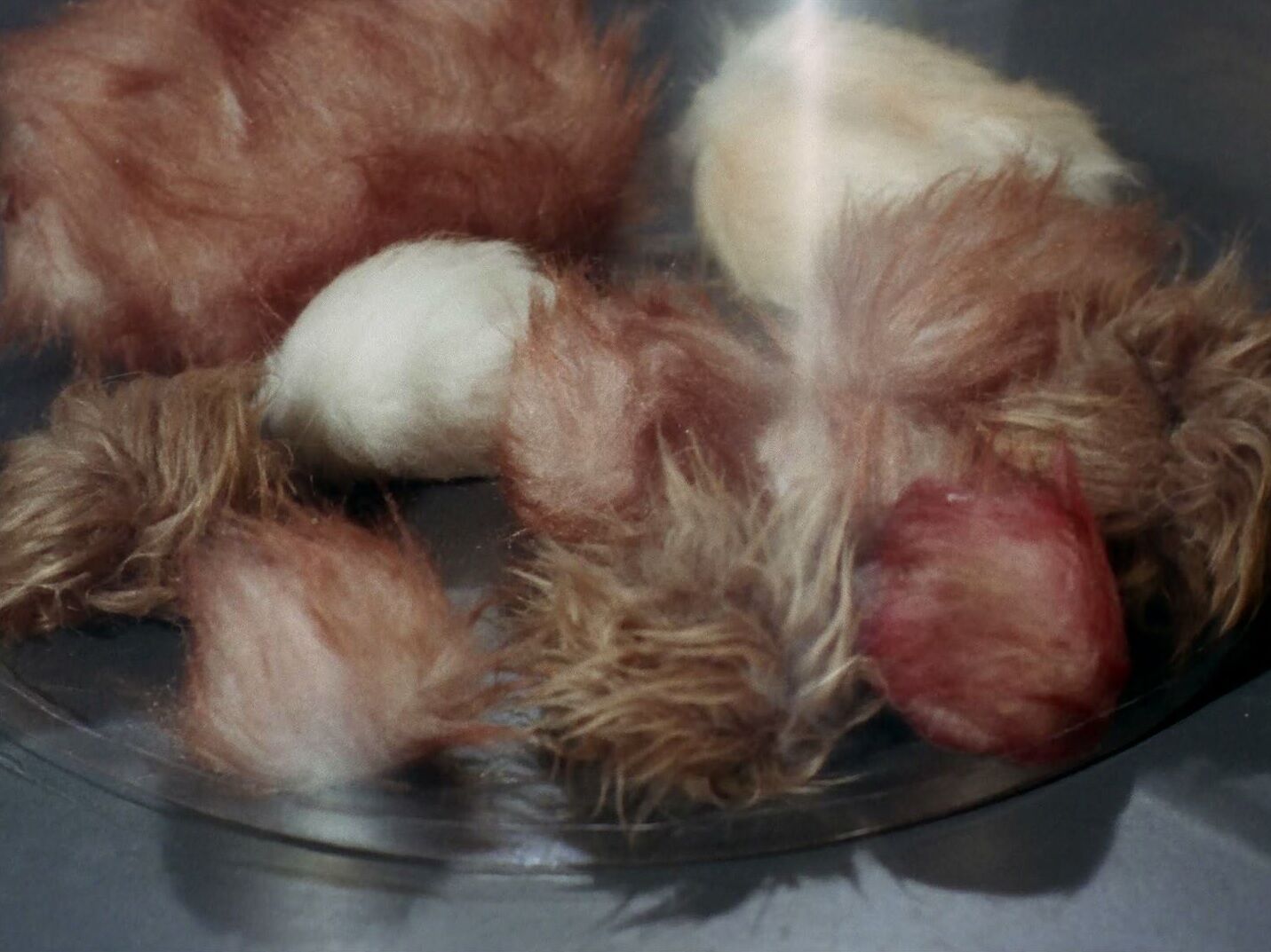 Tribbles.jpg