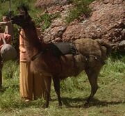 Ein braunes Lama von Ba'ku.