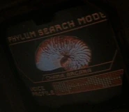 Phylum search mode - Chama arcana (Nautilus).jpg (19 KB) Nautilus Chama arcana