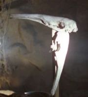 Terra Nova avian skull