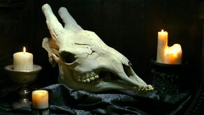 The skull of a Xindi-Avian (2154)