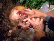 Neelix injured by a hawk