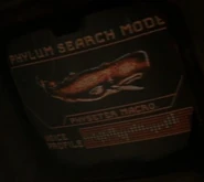 Phylum search mode - Physeter macro.jpg (15 KB) Physeter macro