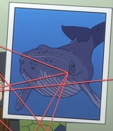 Humpback whale.jpg (56 KB) Humpback whale