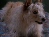 Friday (dog)