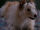 Friday (dog)