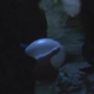 A Hanonian land eel egg