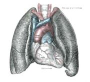 Human heart and lungs