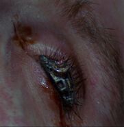 Assimilation Process Stage 5