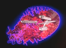 Immunitysyndrome0251