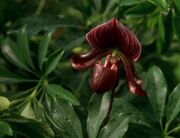 Cypripedium