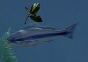 Ein Fisch von Ba'ku.