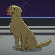 Le chien