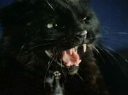 Sylvia as black cat