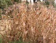 Corn stalks