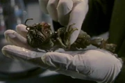 Xindi-Insectoid hatchling
