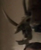 Skull of a creature with a horn on its nose