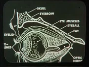 Diagram of an eyeball