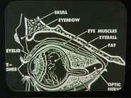 Diagramma dell'occhio umano