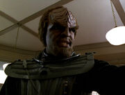 Worf in Eva's Kitchen