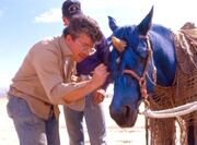 Nimbosian horse being colored