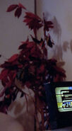 A red leaved tree in Beverly Crusher's quarters (TNG: "Lonely Among Us")