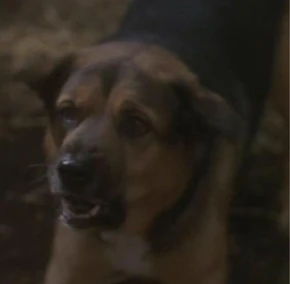 A German Shepherd on the Caretaker's array