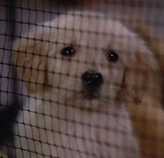 Puppy, 2365.jpg (100 KB) A Labrador puppy