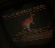 Phylum search mode - Martes pennanti (Kangaroo).jpg (13 KB) Kangaroo Martes pennanti