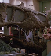 Tyrannosaurus rex.jpg (200 kio) Crâne de Tyrannosaurus rex