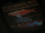 Phylum search mode - Megaptera novaeangliae.jpg (13 KB) Megaptera novaeangliae