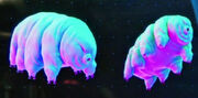 Tardigrade