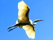 Great egret