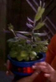 Bajoran spiny basil