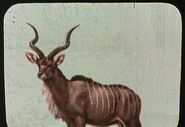 Kudu, illustrazione