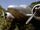 Lockheed L-10 Electra (fore).jpg