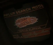 Phylum search mode - Cervus elaphus (Flatworm).jpg (15 KB) Flatworm Cervus elaphus