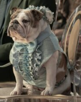 Korby as a dog