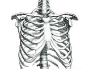 Human rib cage