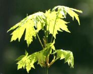 Maple seedling