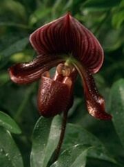 Paphiopedilum Cypripedium