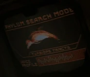 Phylum search mode - Tursiops tancts.jpg (14 KB) Tursiops tancts