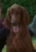 Mollie, Janeway's Irish Setter