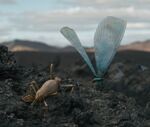 Hima insects