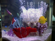 Fish Picards quarters