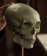 Sarek's skull.jpg (27 KB) Vulcan