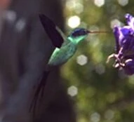 BAku Kolibri.jpg (5 kB) Ba'ku kolibrie