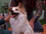 Simon (dog)