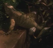 Soukara Iguana.jpg (20 KB) A Soukaran iguana-like reptile.