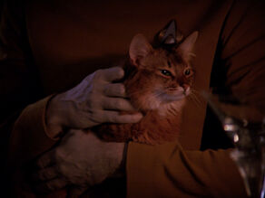 Data's cat, Spot, in 2367